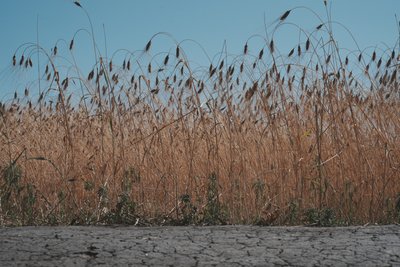 Загинули вісім тисяч гектарів: яка озимина виросла на Харківщині після заморозків і посухи Загинули вісім тисяч гектарів: яка озимина виросла на Харківщині після заморозків і посухи
