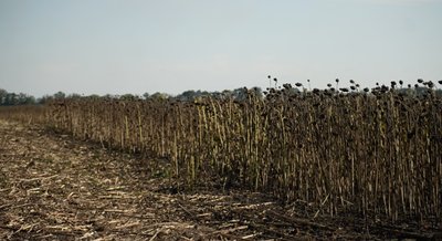 Друга за площею посівів: на Черкащині збирають врожай соняху Друга за площею посівів: на Черкащині збирають врожай соняху