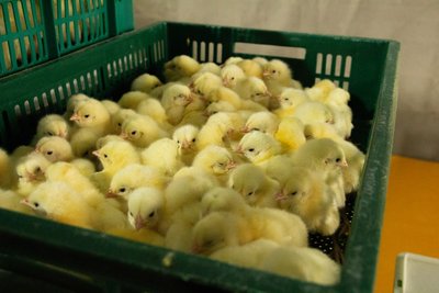 Продаж молодняка домашньої птиці на Полтавщині: чи зросли ціни Продаж молодняка домашньої птиці на Полтавщині: чи зросли ціни