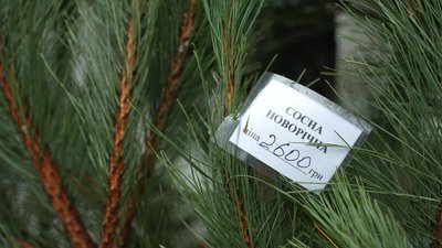 Ялинкові базари в Запоріжжі: який асортимент та ціни Ялинкові базари в Запоріжжі: який асортимент та ціни