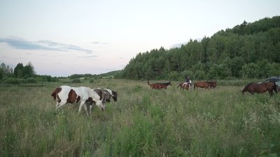 Рябі коні Мощаниці