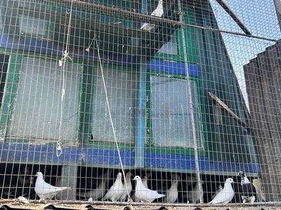 Любов до голубів, яка стала справою життя: як житель Вінниччини понад 20 років розводить декоративних птахів Любов до голубів, яка стала справою життя: як житель Вінниччини понад 20 років розводить декоративних птахів
