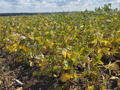 На Полтавщині через засуху прогнозують низьку урожайність сої