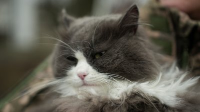 кіт Гріджо військовослужбовиця 100 окремої механізованої бригади Людмила Донецька область кіт Гріджо військовослужбовиця 100 окремої механізованої бригади Людмила Донецька область