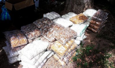 Прищіпки Прищіпки