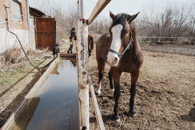 Кінь стоїть біля води Кінь стоїть біля води
