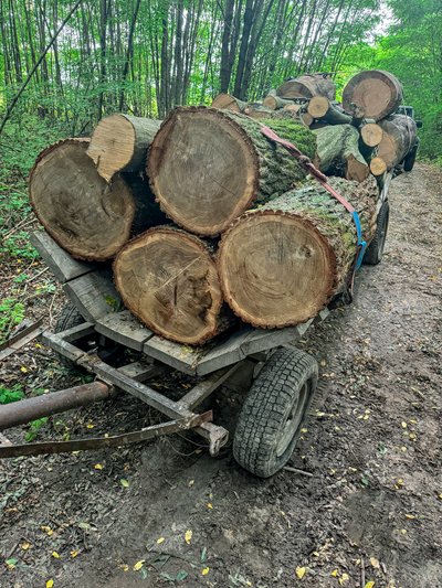 На Житомирщині під час рейдів знову виявили незаконну вирубку дерев На Житомирщині під час рейдів знову виявили незаконну вирубку дерев