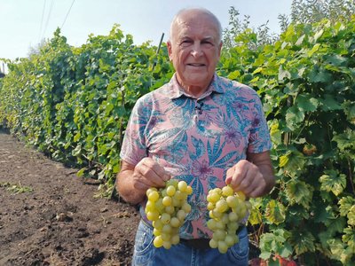 "Тянь-Шань", "Кишмиш", "Мускаріс": господар із Волині вирощує 32 сорти винограду "Тянь-Шань", "Кишмиш", "Мускаріс": господар із Волині вирощує 32 сорти винограду