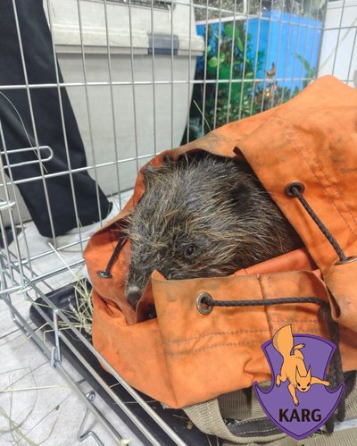 На Оболоні з забруднених паливом озер врятували вже понад 40 тварин На Оболоні з забруднених паливом озер врятували вже понад 40 тварин