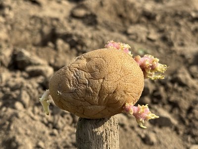 Рання висадка картоплі на Полтавщині: коли треба починати садити Рання висадка картоплі на Полтавщині: коли треба починати садити