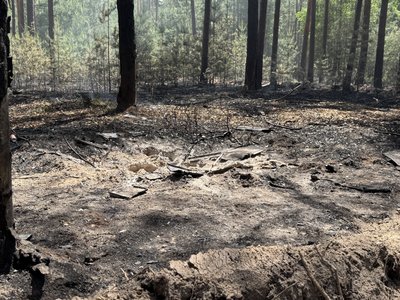 Екоциди та пожежі: якої шкоди завдає військове вторгнення РФ довкіллю Сумщини Екоциди та пожежі: якої шкоди завдає військове вторгнення РФ довкіллю Сумщини