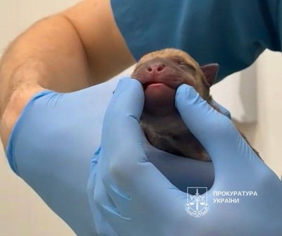 У Києві у смітник викинули новонароджених цуценят. Правоохоронці розпочали розслідування У Києві у смітник викинули новонароджених цуценят. Правоохоронці розпочали розслідування