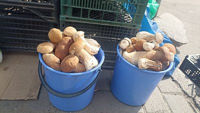 Грибний сезон на Житомирщині: що продають і за якими цінами