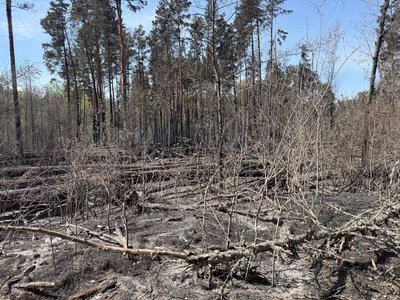 У Чорнобильскій зоні загасили масштабну лісову пожежу, яка вирувала кілька днів У Чорнобильскій зоні загасили масштабну лісову пожежу, яка вирувала кілька днів