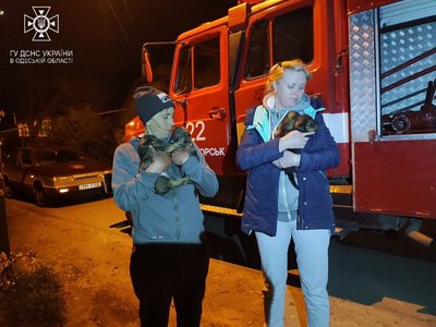 На Одещині врятували цуценят, які застрягли під залізобетонними блоками