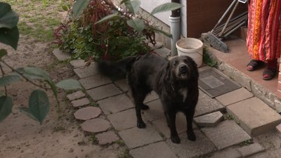 Ще один собака, який живе у Євгенії Онисько Ще один собака, який живе у Євгенії Онисько