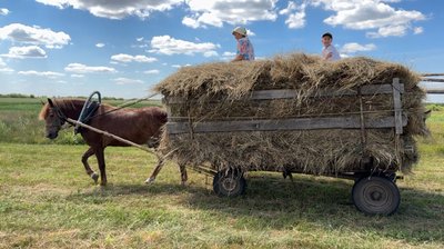 "Літом ногою, а зимою губою": як родина з Волині заготовляє сіно на зиму "Літом ногою, а зимою губою": як родина з Волині заготовляє сіно на зиму