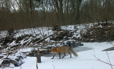 Завдяки фотопастці зафіксували лисицю звичайну Завдяки фотопастці зафіксували лисицю звичайну