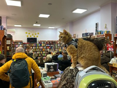 кіт, котики, книжки, книгарня є кіт, котики, книжки, книгарня є