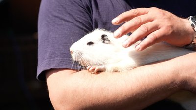 Черкащанин розводить нутрій: чим годує та як рятує від спеки Черкащанин розводить нутрій: чим годує та як рятує від спеки