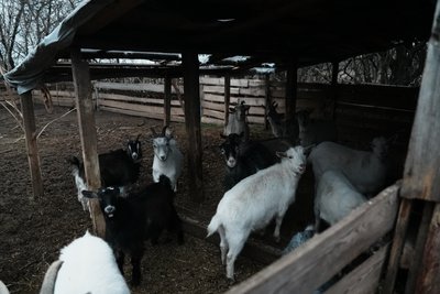 "Кози – найрозумніші створіння": як працює козина ферма на Сумщині "Кози – найрозумніші створіння": як працює козина ферма на Сумщині