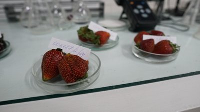 Початок сезону полуниці на Сумщині: які ціни та як обрати найсмачнішу Початок сезону полуниці на Сумщині: які ціни та як обрати найсмачнішу