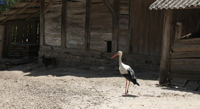 приручені лелеки, тернопіль, тернопільська область, лелеки, на тернопільщині, лелека вдома приручені лелеки, тернопіль, тернопільська область, лелеки, на тернопільщині, лелека вдома
