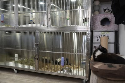"Стан поганий". З прифронтового Покровського евакуювали 20 шиншил, які перебували у "чорному" розпліднику "Стан поганий". З прифронтового Покровського евакуювали 20 шиншил, які перебували у "чорному" розпліднику