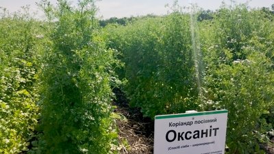 "День поля": на Кіровоградщині представили посухостійкі сорти зернових культур "День поля": на Кіровоградщині представили посухостійкі сорти зернових культур