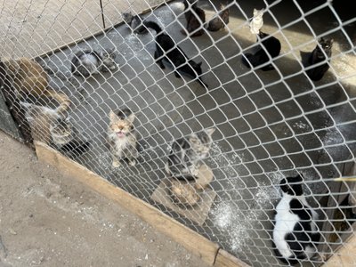 Притулок для тварин собаки коти Костянтинівка Донецька область 4 жовтня 2024 Притулок для тварин собаки коти Костянтинівка Донецька область 4 жовтня 2024