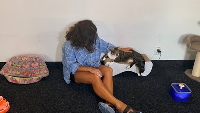 Три роки чекали на дім: двоє котів-друзів із вінницького котопростору їдуть до Відня Три роки чекали на дім: двоє котів-друзів із вінницького котопростору їдуть до Відня