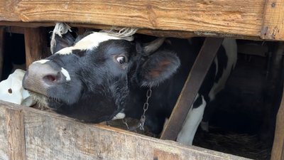"Не здаю молоко". Чому на Сумщині невигідно утримувати корів "Не здаю молоко". Чому на Сумщині невигідно утримувати корів