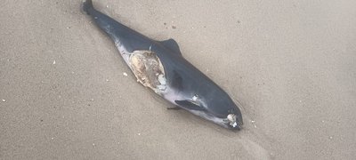 Що робити, якщо ви знайшли дельфіна або морську свиню на березі в Одесі чи області: поради науковців Що робити, якщо ви знайшли дельфіна або морську свиню на березі в Одесі чи області: поради науковців