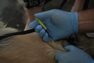 У Сумах безплатно щеплюють собак і котів від сказу: яка активність містян У Сумах безплатно щеплюють собак і котів від сказу: яка активність містян