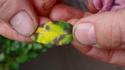 Як боротися з чорною плямистістю на трояндах Як боротися з чорною плямистістю на трояндах