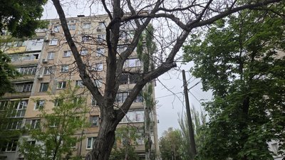 У Миколаєві близько 60 відсотків дерев підлягають знесенню: що відомо та що думають місцеві жителі