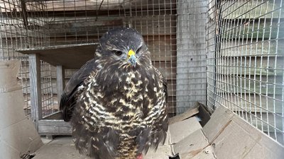 Врятований канюк у "Фельдман Екопарку" Врятований канюк у "Фельдман Екопарку"