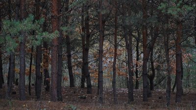 “Вартість газу і дров різниться”: яка ціна дров на Сумщині “Вартість газу і дров різниться”: яка ціна дров на Сумщині