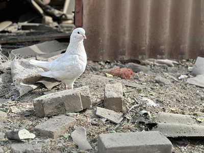 авіаудари наслідки обстріл армія РФ нічні авіабомби Покровськ Донецька область 4 жовтня 2024 рік авіаудари наслідки обстріл армія РФ нічні авіабомби Покровськ Донецька область 4 жовтня 2024 рік