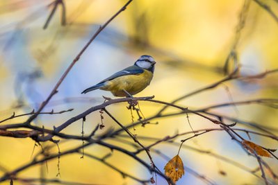 "Кожен кадр з птахами — для мене особливий". Інтерв'ю з BirdWatcher Марією Зараі "Кожен кадр з птахами — для мене особливий". Інтерв'ю з BirdWatcher Марією Зараі