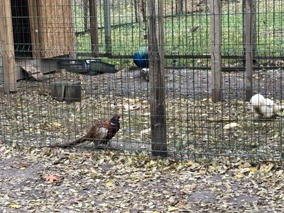 Зоокуток у Гідропарку Житомира: чим годують тварин та як готуються до зими Зоокуток у Гідропарку Житомира: чим годують тварин та як готуються до зими