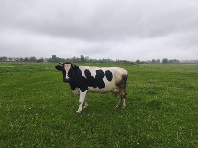 У селах Житомирщини меншає корів: чому жителі скорочують поголів'я худоби У селах Житомирщини меншає корів: чому жителі скорочують поголів'я худоби