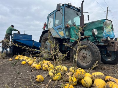 "Побило градом": на Черкащині збирають урожай гарбузів "Побило градом": на Черкащині збирають урожай гарбузів
