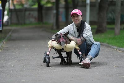 Перша в Україні, хто проходить таку терапію. У Дніпрі пітбуля з рідкісною хворобою мозку лікують стовбуровими клітинами Перша в Україні, хто проходить таку терапію. У Дніпрі пітбуля з рідкісною хворобою мозку лікують стовбуровими клітинами