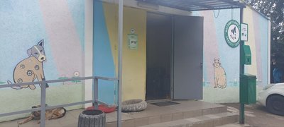 Цапу, якого врятували на закинутому підприємстві поблизу Житомира, шукають нового господаря Цапу, якого врятували на закинутому підприємстві поблизу Житомира, шукають нового господаря