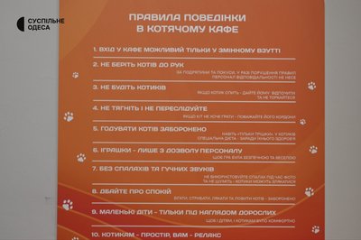 "Любов до тварин": в Одесі відкрили кафе з врятованими котами "Любов до тварин": в Одесі відкрили кафе з врятованими котами