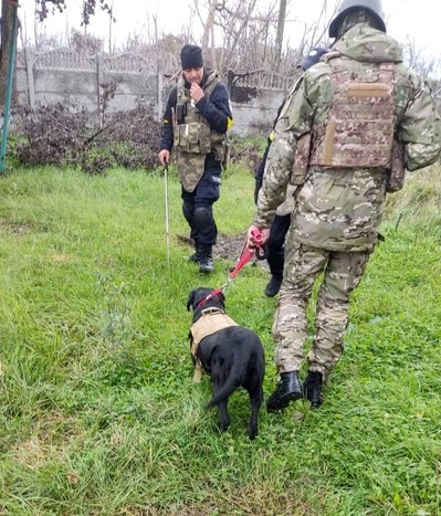Обстежувала школи, знаходила заміновані тіла. Як лабрадор Кіра допомагає розміновувати Донецьку область Обстежувала школи, знаходила заміновані тіла. Як лабрадор Кіра допомагає розміновувати Донецьку область