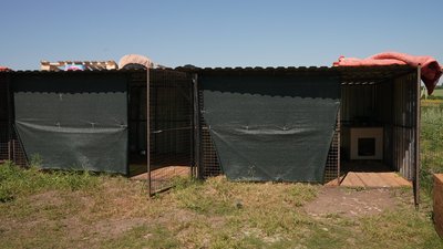 Лікує, вакцинує і шукає родини: кропивничанка створила притулок для котів і собак