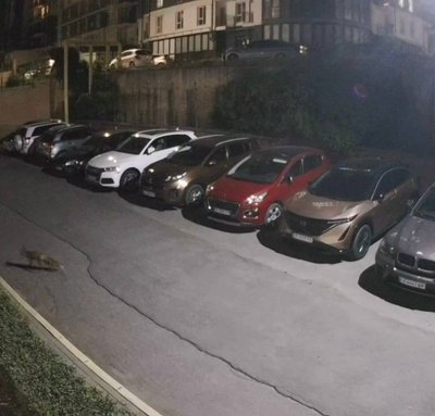 Лисиці у центрі Чернівців: чому дикі тварини з'являються у місті та чи небезпечно це Лисиці у центрі Чернівців: чому дикі тварини з'являються у місті та чи небезпечно це