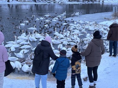 "Вони нас, напевне, люблять": на Львівщині близько сотні лебедів зимують на міському озері в Шептицькому "Вони нас, напевне, люблять": на Львівщині близько сотні лебедів зимують на міському озері в Шептицькому